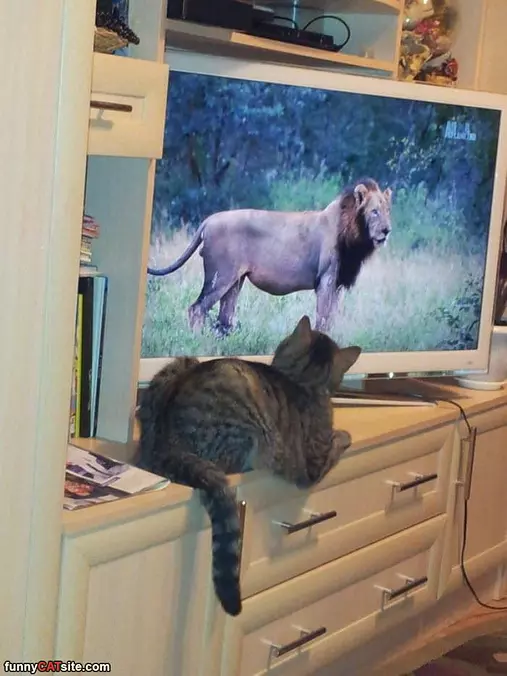 Watching The Lion Show