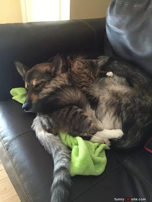 The Best Bed In The House