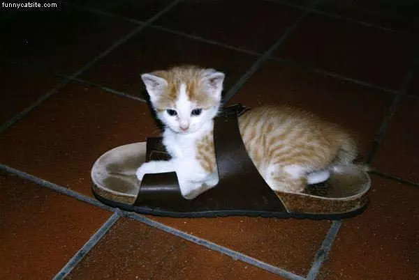 Sandle Kitten
