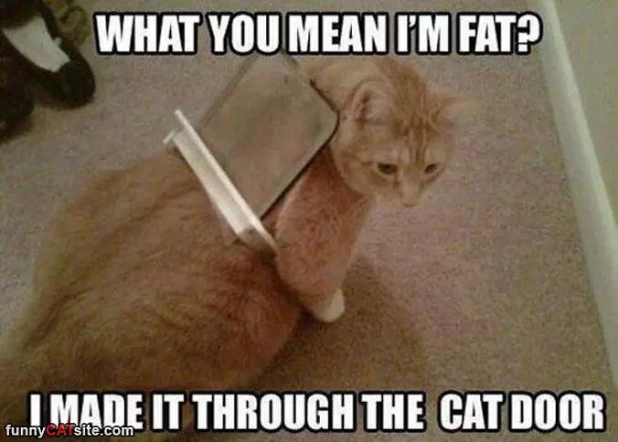 What Do You Mean I Am Fat