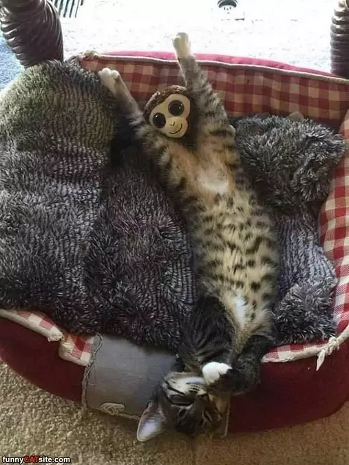 Couple Of Nappers