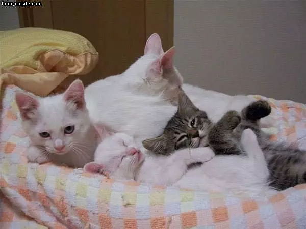 Napping Together