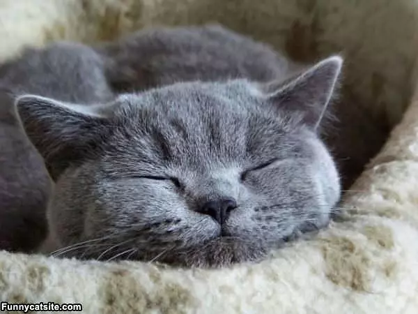I So Sleepy