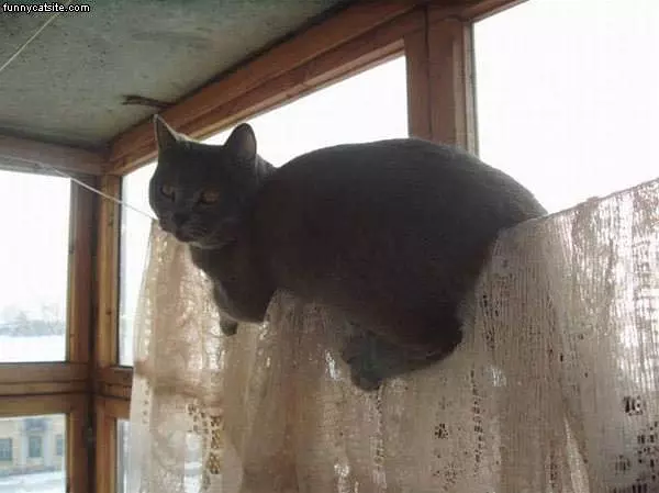 Gray Cat On Clothsline