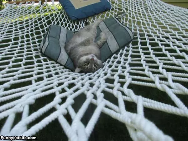 Cat In A Hammock