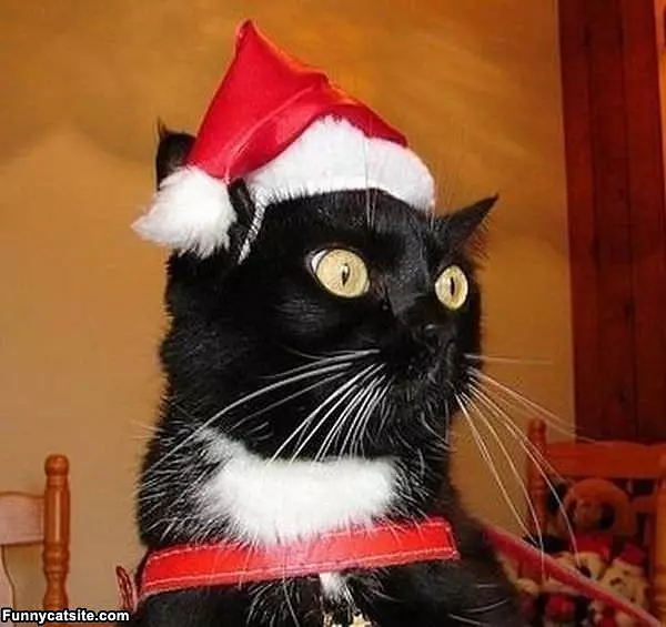 Christmas Cat