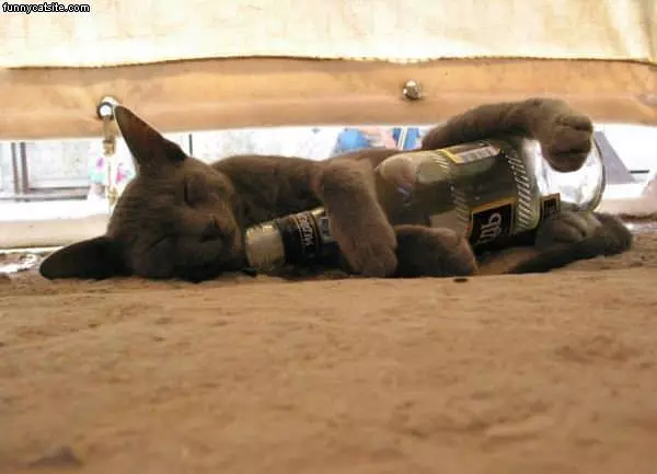 Cats Bottle