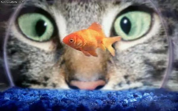 Look At That Fish