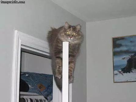 Door Cat
