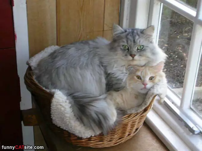 We Need A 2nd Bed