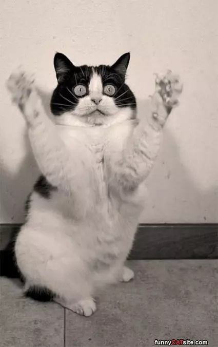 Caught A Fly