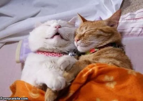 Sweet Dreams