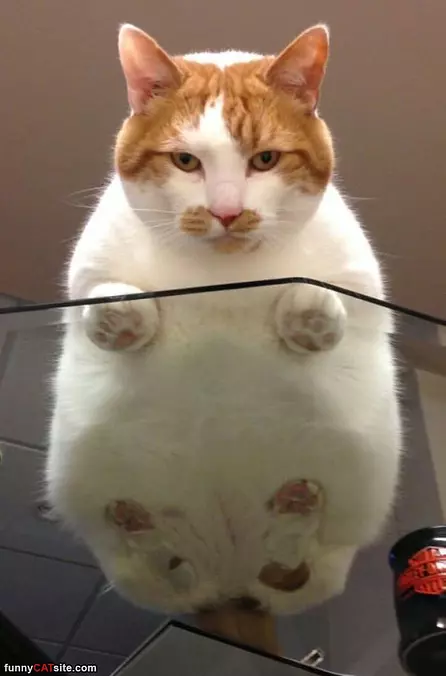 On The Glass Table