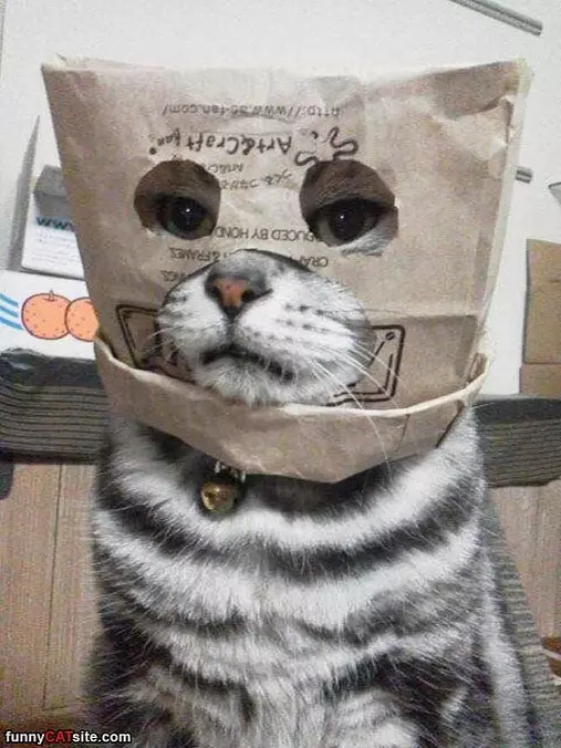 Robbery Mask
