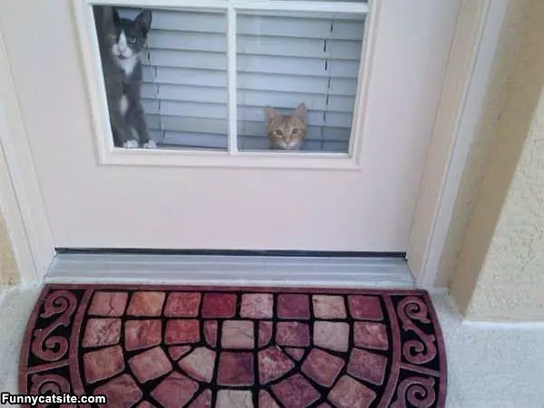 Guard Cats Are Guarding
