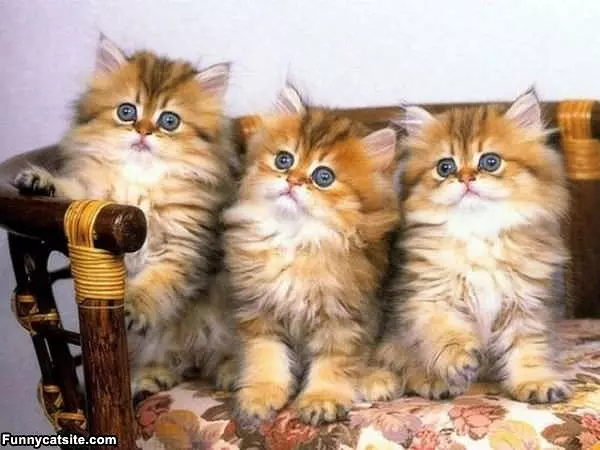 We Are 3 Amigos