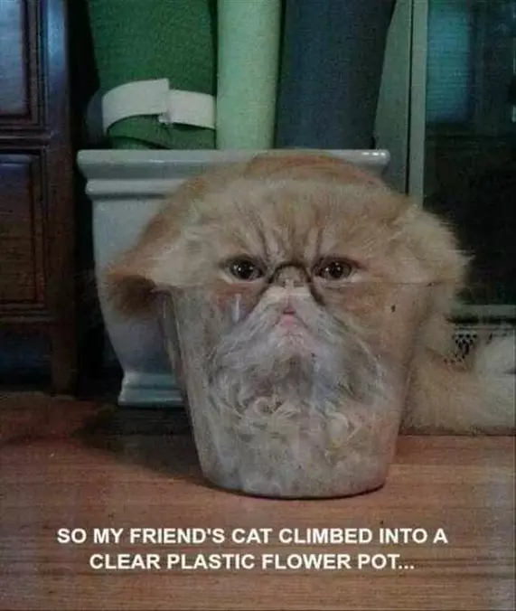 Climbed Into A Clear Pot
