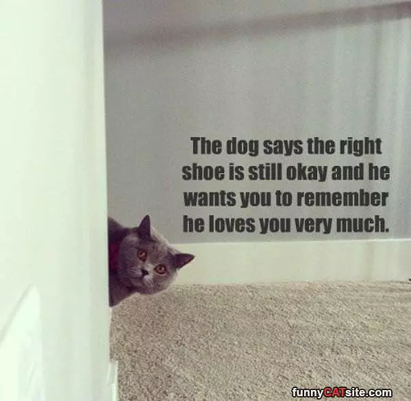 The Dog Says