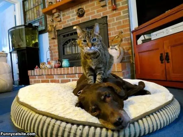 Giving The Dog A Massage
