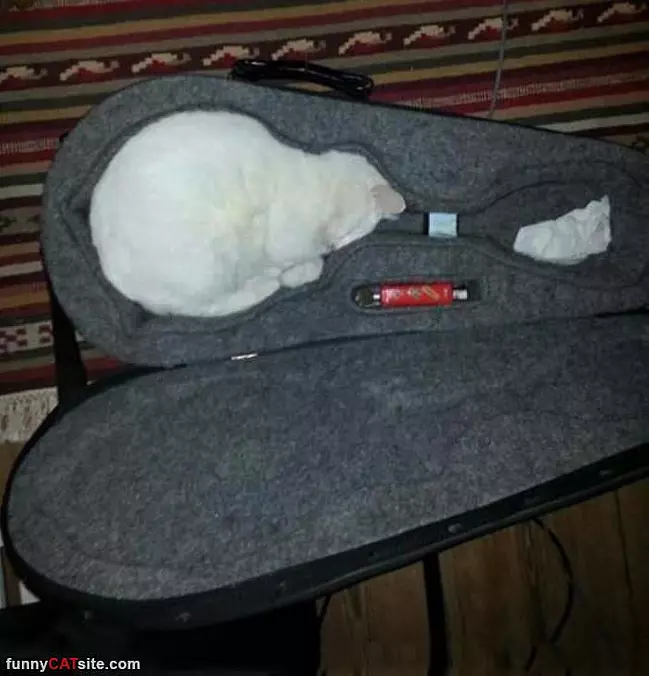 I Like This New Bed
