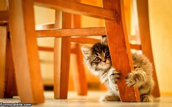 Hiding Behind This Chair