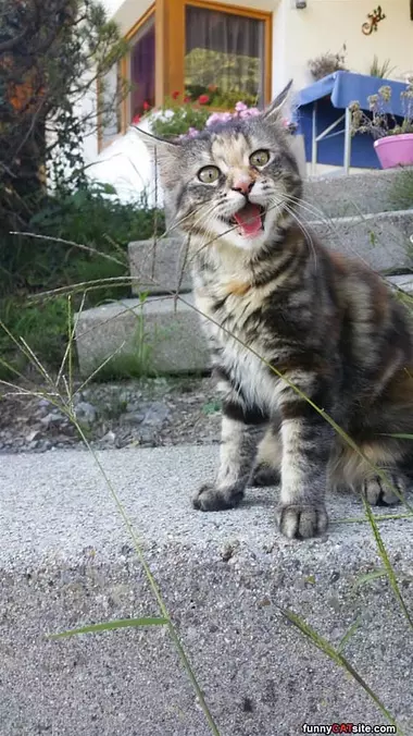 Hello Human