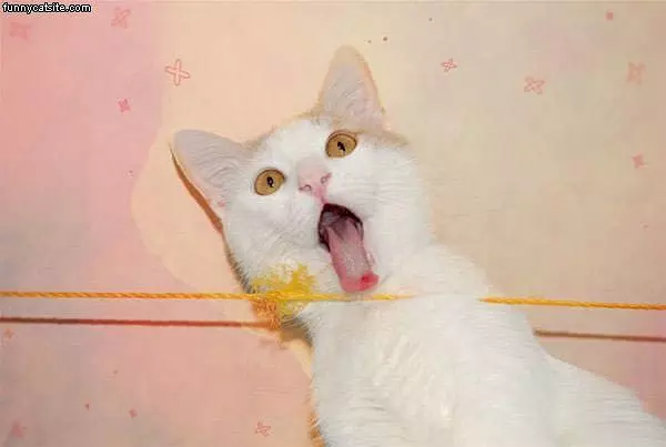 Hyper Cat Face