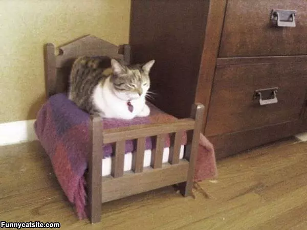 My Cat Bed