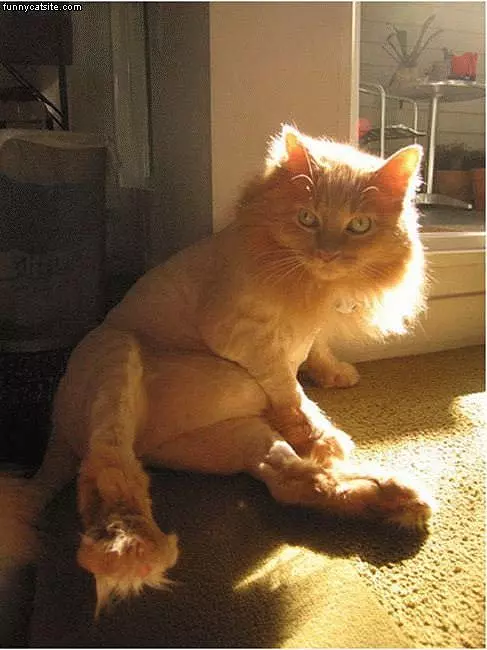 Nice Haircut Cat