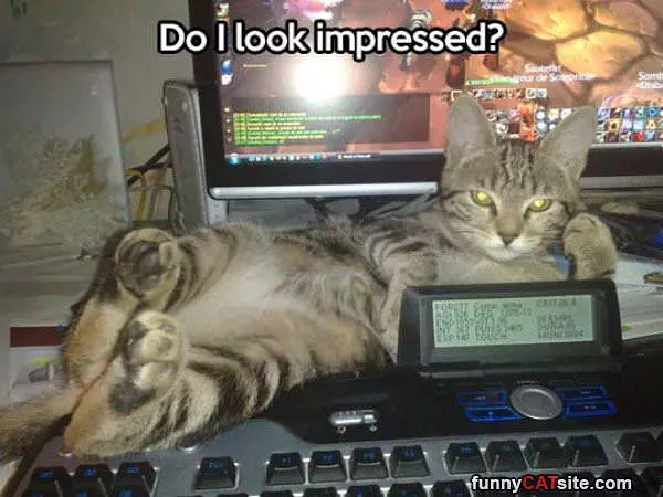 Cat Is Not Impressed