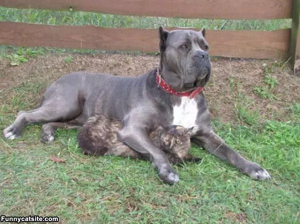 My Body Guard