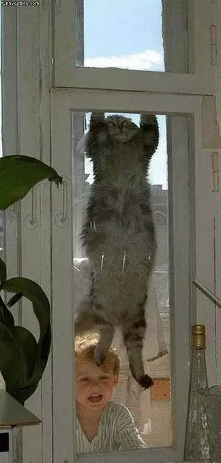 Escaping Cat