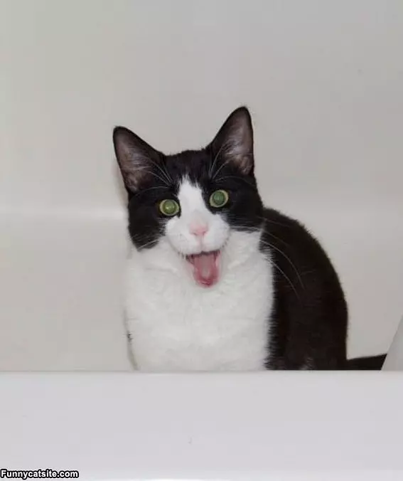 My Whoaaa Face