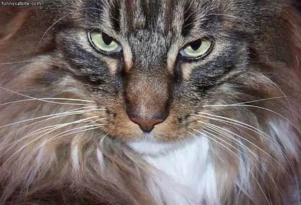 Serious Cat Face