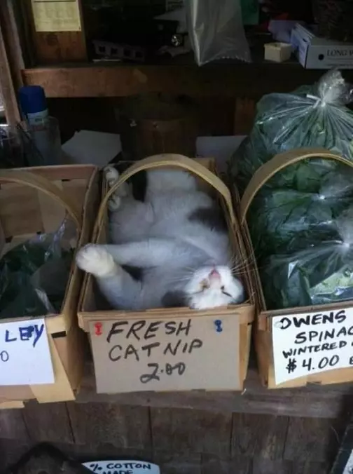 Found The Fresh Catnip
