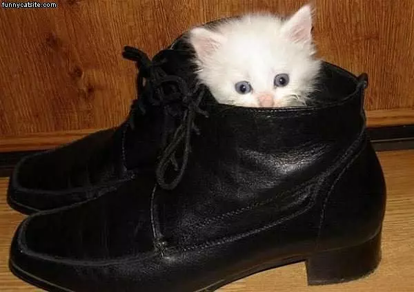 Shoe Kitten