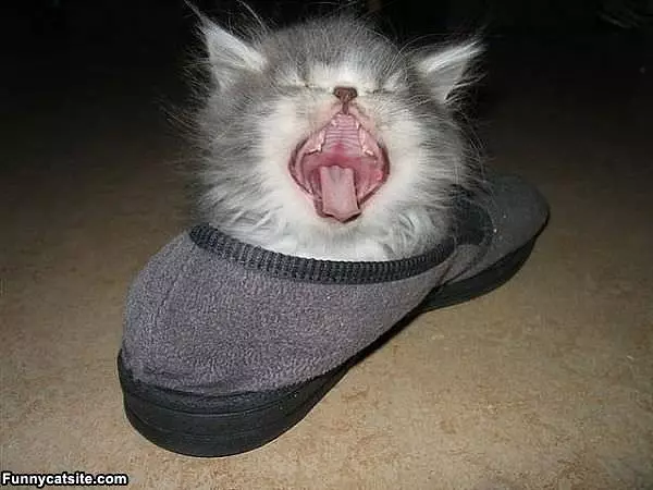 One Shoe Full