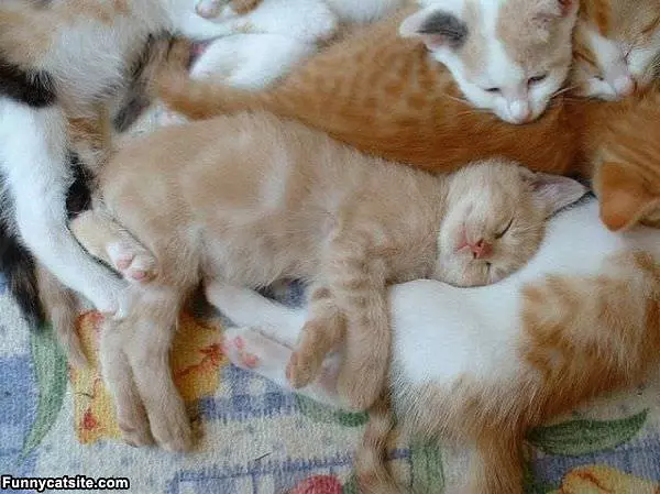 We Are All Napping
