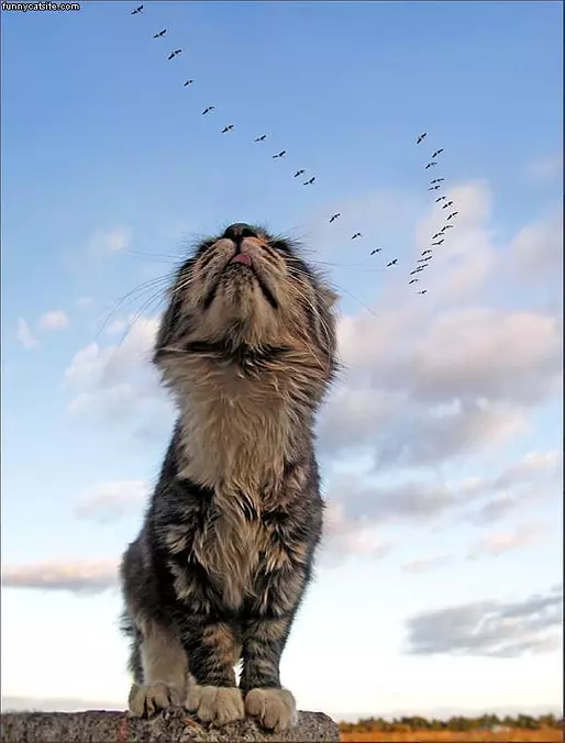 Dinner Flying High