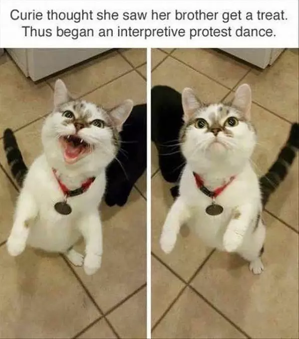 My Protest Dance