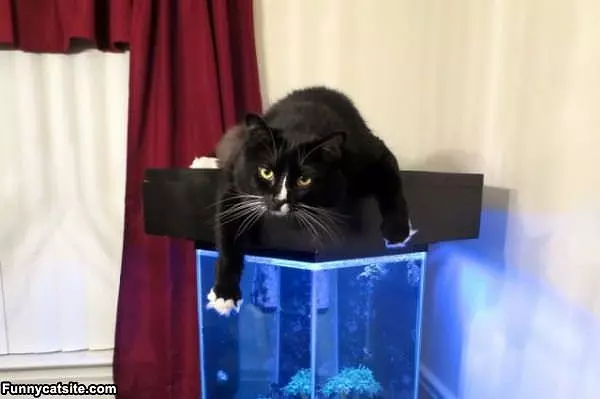 Fish Hunter