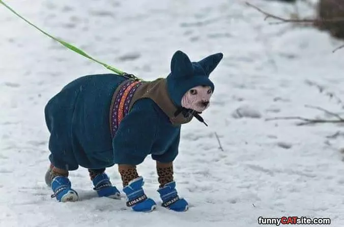 A Crazy Cat