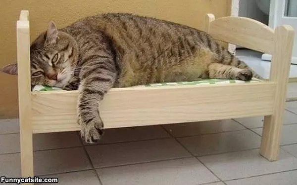 This My Cat Bed