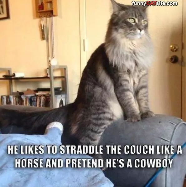 Cowboy Cat