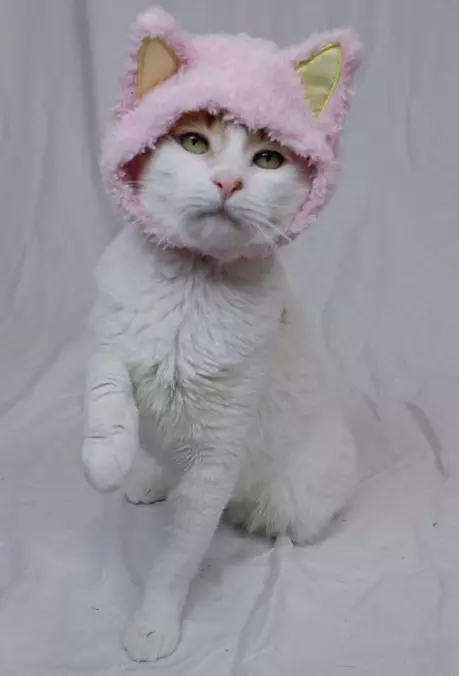 Dressed Up All Cute