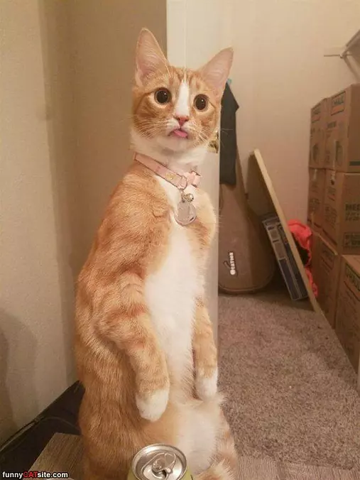 Sitting Up
