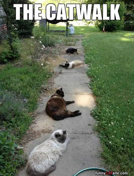 The Catwalk