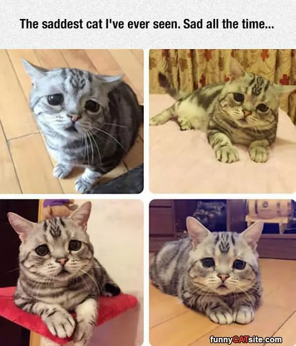 Saddest Cat