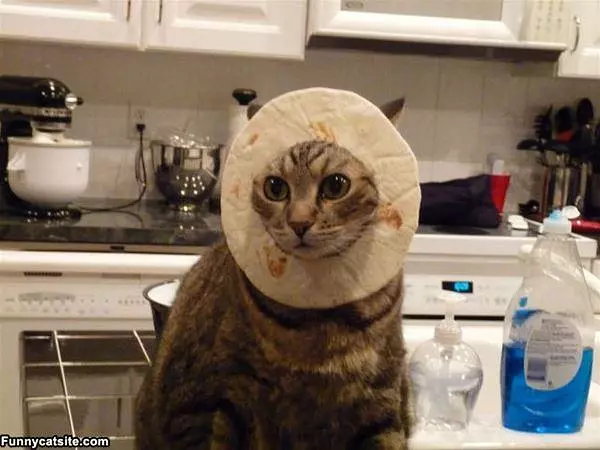 Fajita Cat