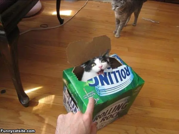 Box Of Puppy